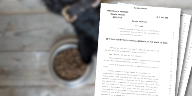 Ohio lawmaker pushes for stronger puppy mill regulations as state ranks among worst Thumbnail
