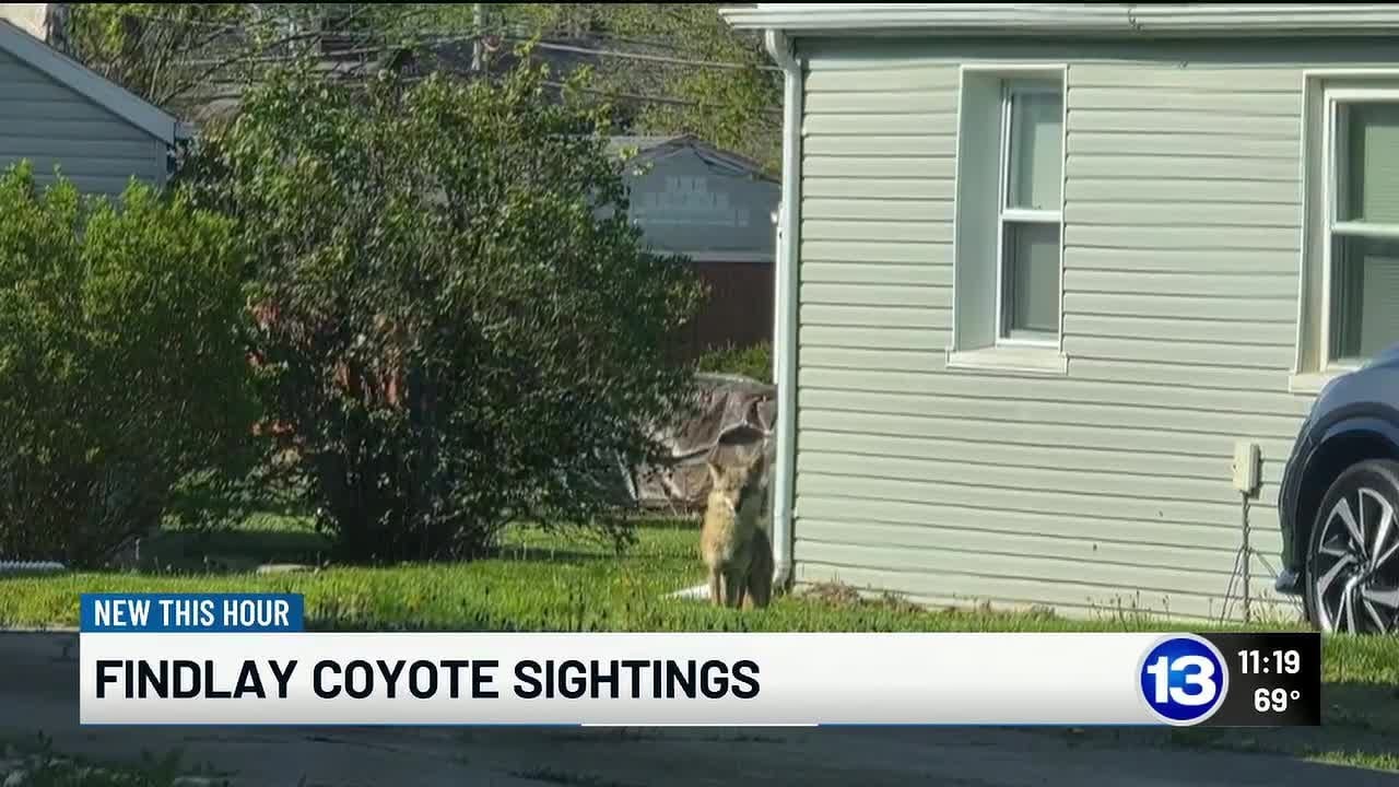 Coyote sightings in Findlay neighborhoods prompt safety questions