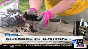 Toledo Homesteading: Direct seeding and transplanting